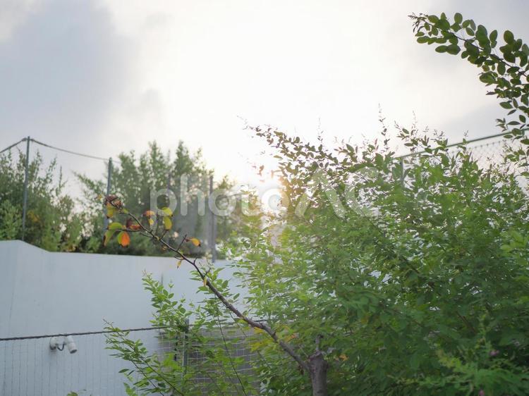 日差しと緑 日差しと緑 日差し,逆光,植物の写真素材