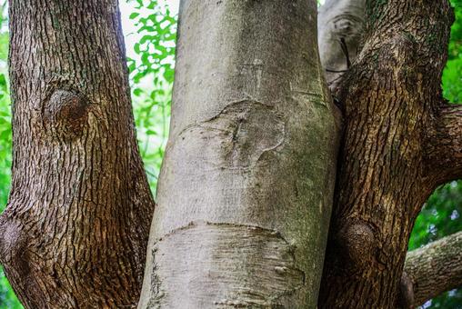 Trees, JPG Trees, 年轻的树, 相互重叠, 对比, JPG