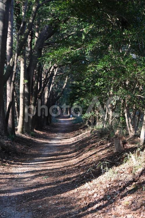 木漏れ日の差す森の道 森,道,木材の写真素材