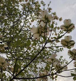 東京郊外の小さないのち ハナミズキ,雑草,白いの写真素材