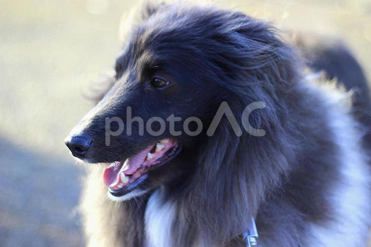 お散歩を楽しむシェルティーの男の子 犬,ペット,動物の写真素材
