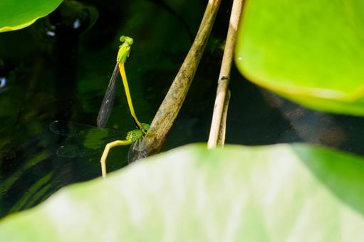 Photo, dragonfly, key dragonfly, insect, 