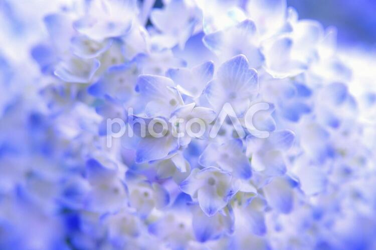 咲き始めた白と青の紫陽花２ 紫陽花,白,青の写真素材