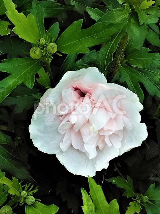 白い木槿の花　真正面から 白い花,ムクゲ,花の写真素材