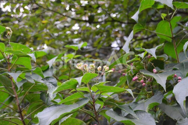 道端の木に小さな花のつぼみ 花,木,つぼみの写真素材