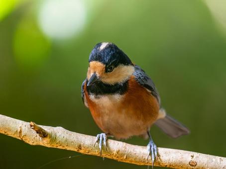 枝にとまるヤマガラの写真