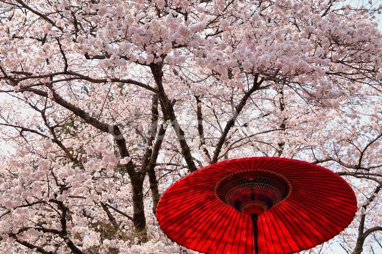 桜と和傘 背景,風景,自然の写真素材