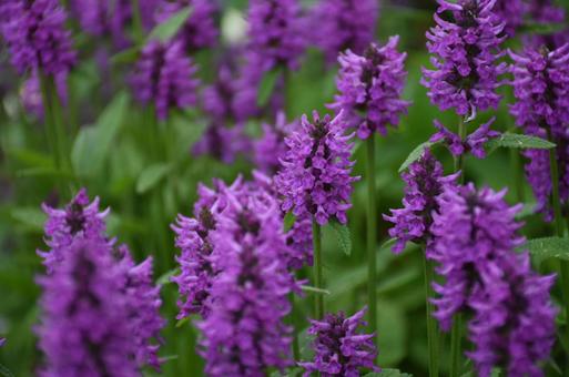 紫色のお花 紫色のお花 北海道,夏,道の駅の写真素材