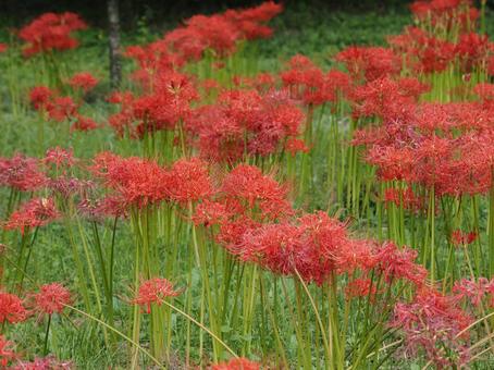 季節の花・彼岸花(曼珠沙華) 季節の花・彼岸花(曼珠沙華) 彼岸花,曼珠沙華,秋の写真素材