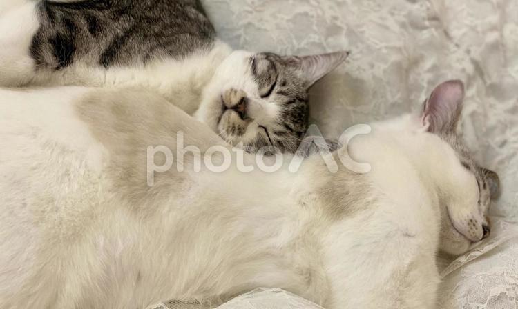 寄り添い微睡む猫さん達 猫,サバシロ,シャムトラの写真素材