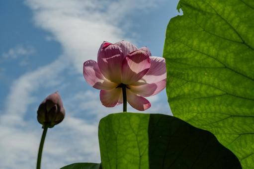 Ancient Lotus Village 2025, JPG Ancient Lotus Village 2025, JPG