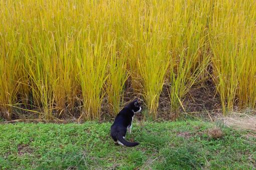 田んぼを見る猫 田んぼ,田,稲の写真素材