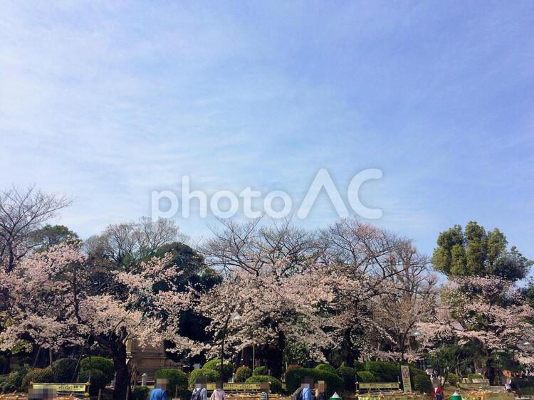 東京風景・上野公園 上野公園,上野恩賜公園,桜の写真素材