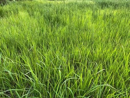 一面に広がる青々とした草 一面に広がる青々とした草 草原,緑,葉の写真素材