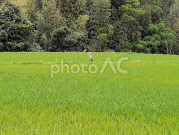 田園のアオサギ 風景,自然,癒しの写真素材