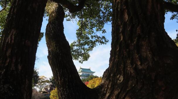 名古屋城　大木越しの天守 名古屋城,尾張徳川家,御三家の写真素材
