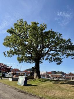 秋の武生中央公園 落葉,整備,色鮮やかの写真素材