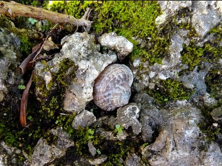 オキナワヤマタニシの写真