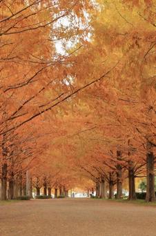 Metasequoia Namiki, JPG