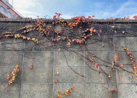 空地のブロック塀の紅葉した蔦UP712A 蔦,葉,紅葉の写真素材