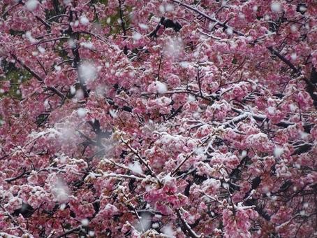 河津桜と雪 河津桜と雪 河津桜,桜,サクラの写真素材