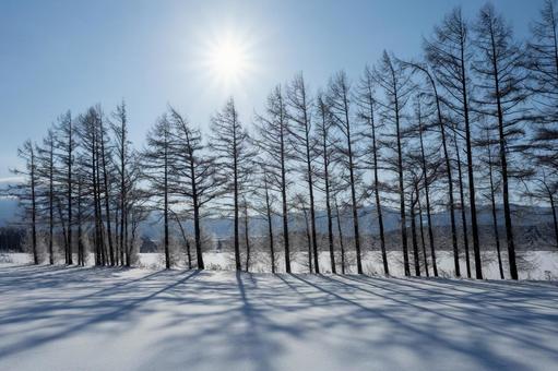 雪原に映す太陽の光と影 雪原に映す太陽の光と影の写真