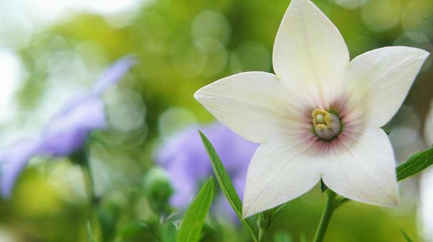 夏の花-322 夏の花-322の写真
