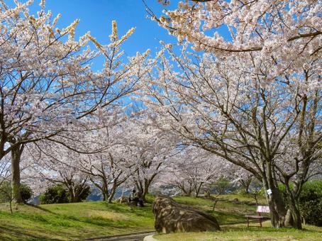 春イメージ〜満開の桜並木 春イメージ〜満開の桜並木 桜,春イメージ,満開の写真素材