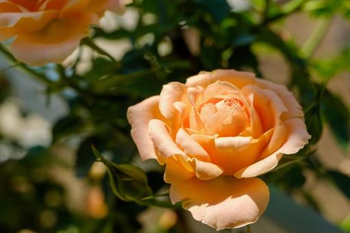 やわらか光に包まれたアプリコット色の薔薇 やわらか光に包まれたアプリコット色の薔薇の写真