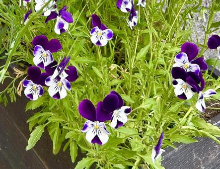 花　パンジー　紫と白の写真