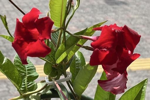 サンパラレルの花 サンパラレルの花の写真