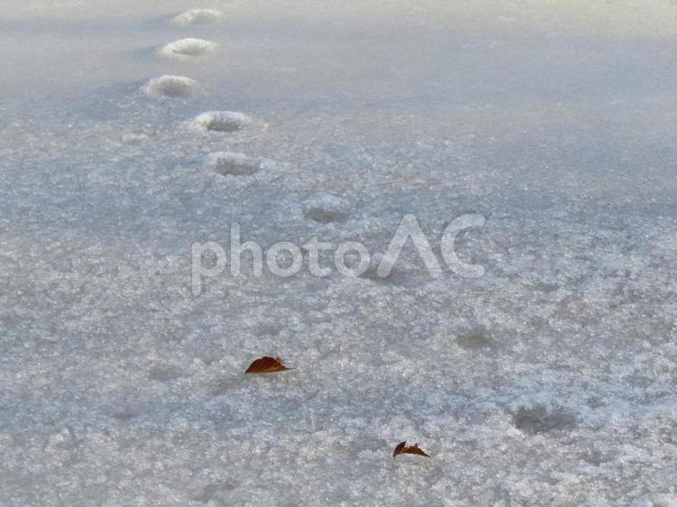 氷の上にある動物の足跡 足跡,野生動物,野生の写真素材