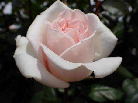 ローズピンク ローズピンク 薔薇,薄ピンク,ばらの写真素材