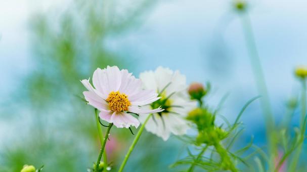 水色の背景に咲く白いコスモス 水色の背景に咲く白いコスモス コスモス,花,白の写真素材