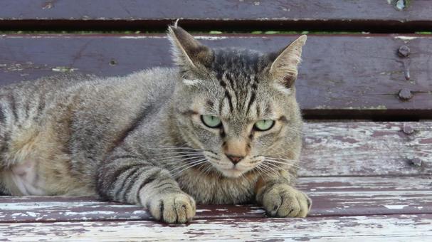 カメラ目線で寛ぐもふもふであざとい猫様 カメラ目線で寛ぐもふもふであざとい猫様 猫,キジトラ,カメラ目線の写真素材