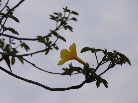 空に咲く黄色いお花 空に咲く黄色いお花の写真