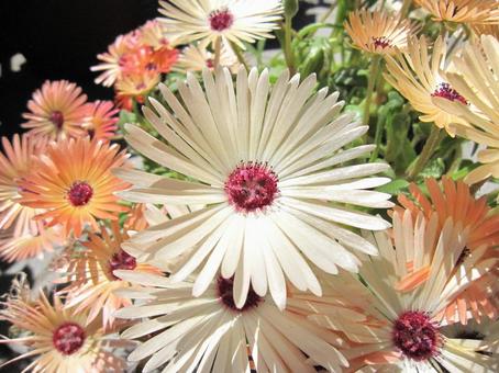 Photo, livingston daisy, macro, a flower, 