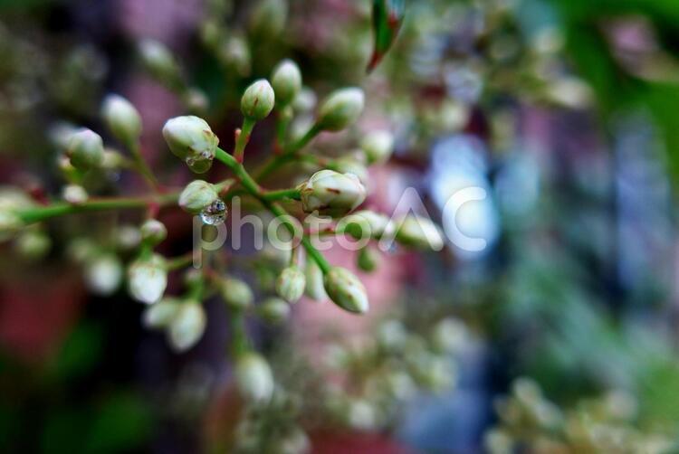 水滴のついた緑の実のクローズアップ 花,自然,木の写真素材