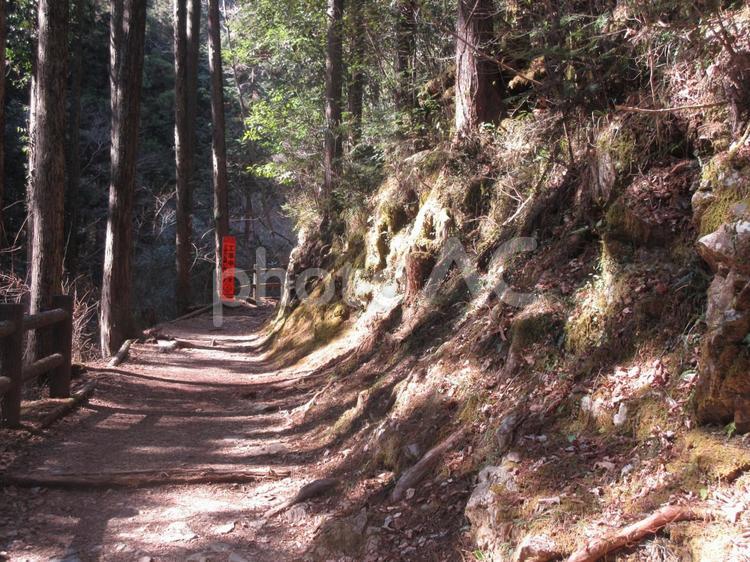木漏れ日　山道 木漏れ日,山道,道の写真素材
