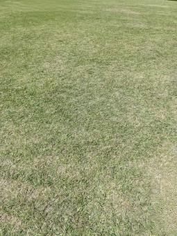 芝生 芝生 鞍ヶ池公園,芝生,緑の写真素材