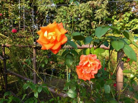 花壇の竹垣に咲くオレンジ色のバラ バラ,花,植物の写真素材