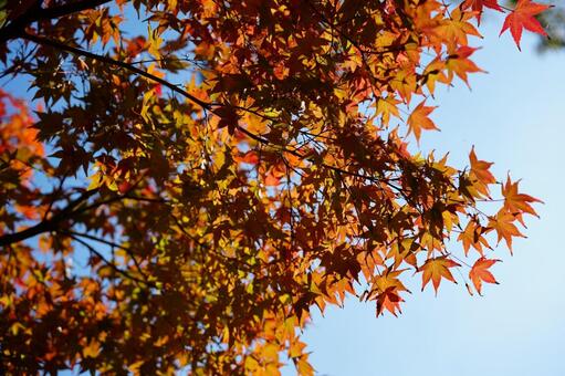 もみじ もみじ,紅葉,秋の写真素材