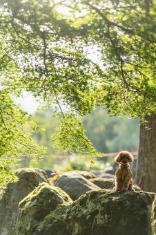 Toy poodle walking in the park in spring, JPG Toy poodle walking in the park in spring, JPG
