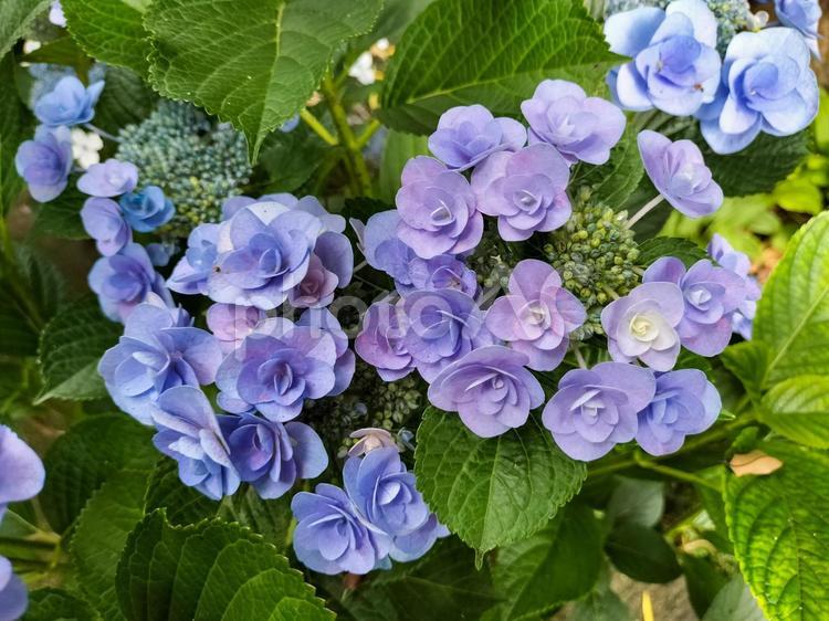 鎌倉の長谷寺にて　青いガクアジサイ ガクアジサイ,アジサイ,紫陽花の写真素材