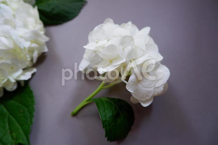 グレー背景に美しい白いアジサイの花 あじさい,花,花びらの写真素材