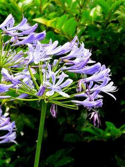 紫君子蘭 紫君子蘭の写真