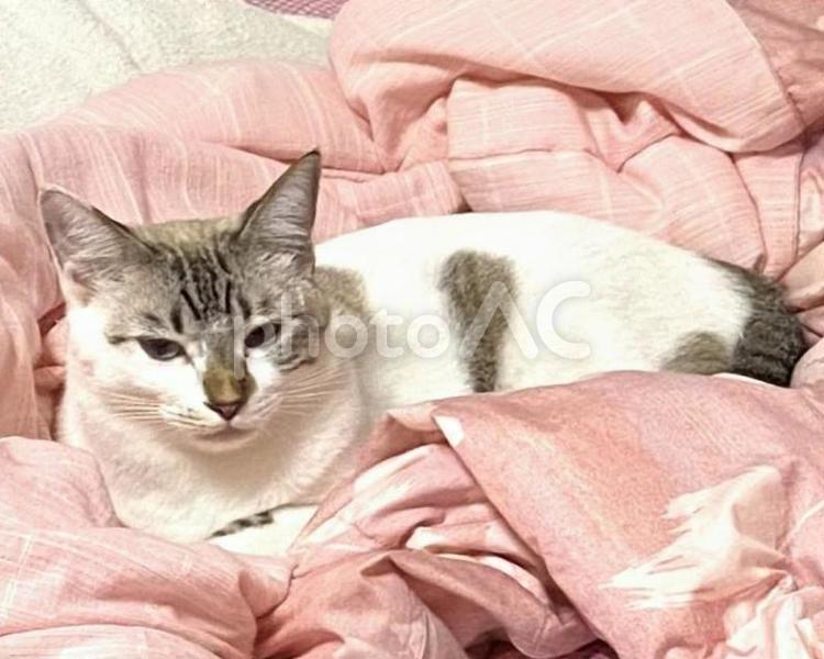 ふかふかの布団に寝そべるシャムトラ猫さま 猫,シャムトラ,微睡むの写真素材