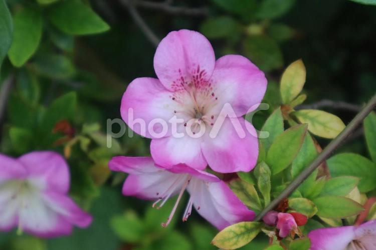 愛される事を知った喜び アザレア,花,フラワーの写真素材
