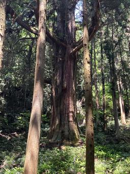 Photo, millennium cedar (cryptomeria japonica d. d.), fir, big trees, 