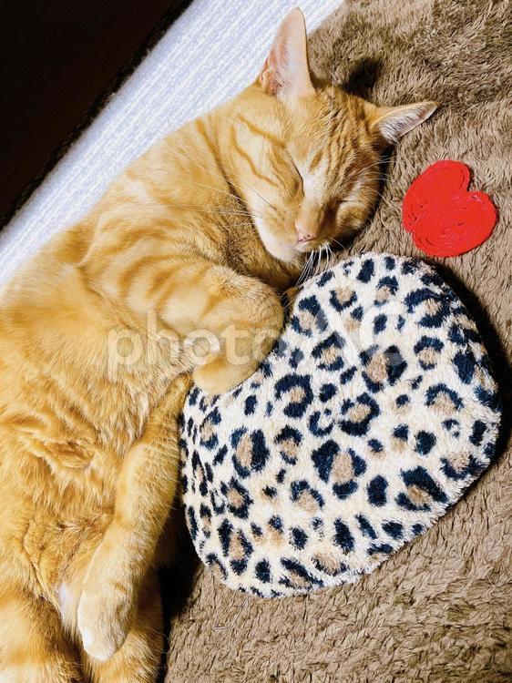 ハートな猫 猫,ハート,可愛いの写真素材